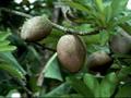 white mango